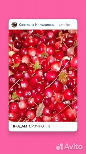 Продам клюкву