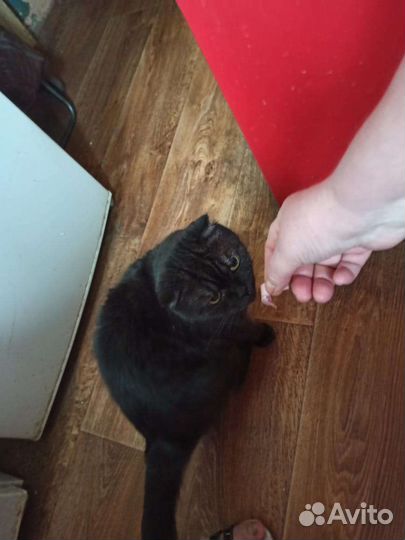 Кошка Шотландская в добрые руки