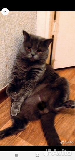 Кот на вязку