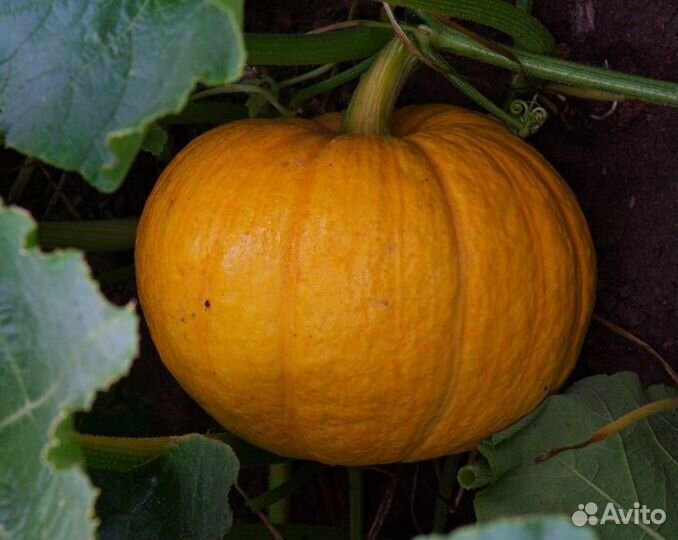 Семена тыквы стофунтовая(крупноплодная)