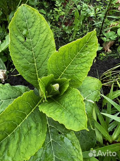 Лаконос (фитолакка) многолетник