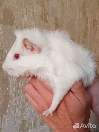 Морская свинка