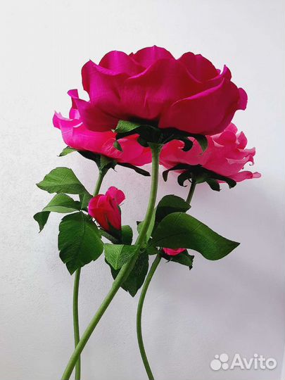 Роза ростовая