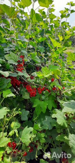 Красная смородина ягоды