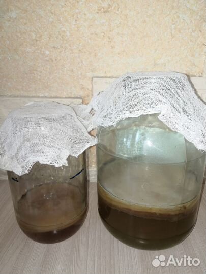 Чайный гриб комбуча освежающий