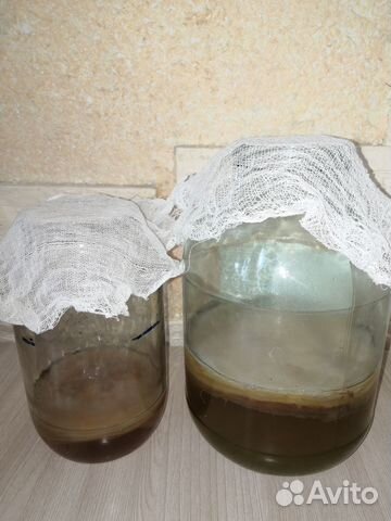 Чайный гриб комбуча освежающий