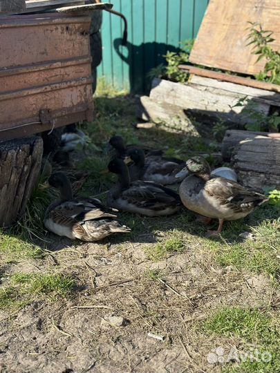 Дикие утки чубарые