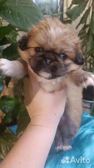 Щенки пекинеса
