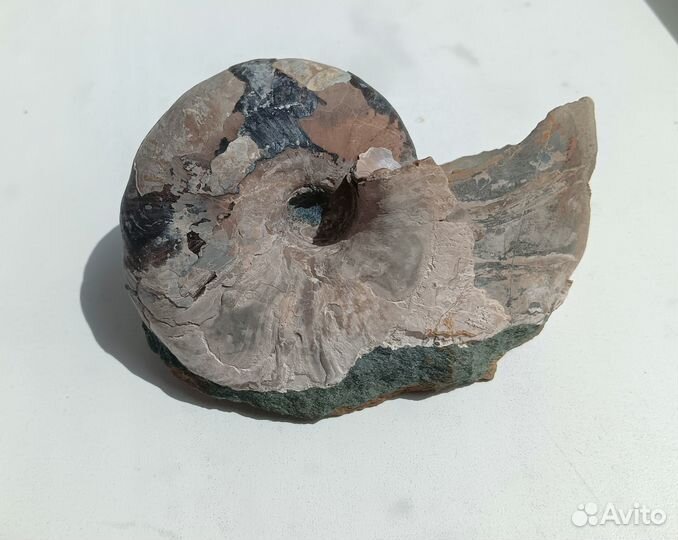 Наутилус в коллекцию