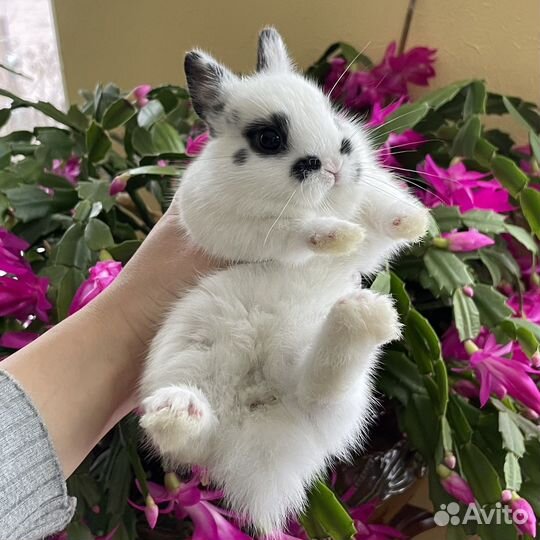 Декоративный кролик. Мини кролик. Крольчата. Питом