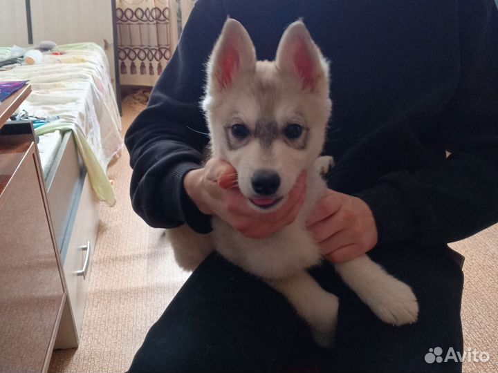 Монитор сделка/ваша цена