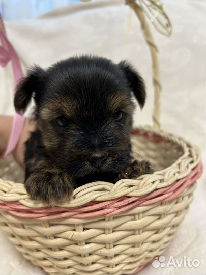 Йоркширский терьер щенки