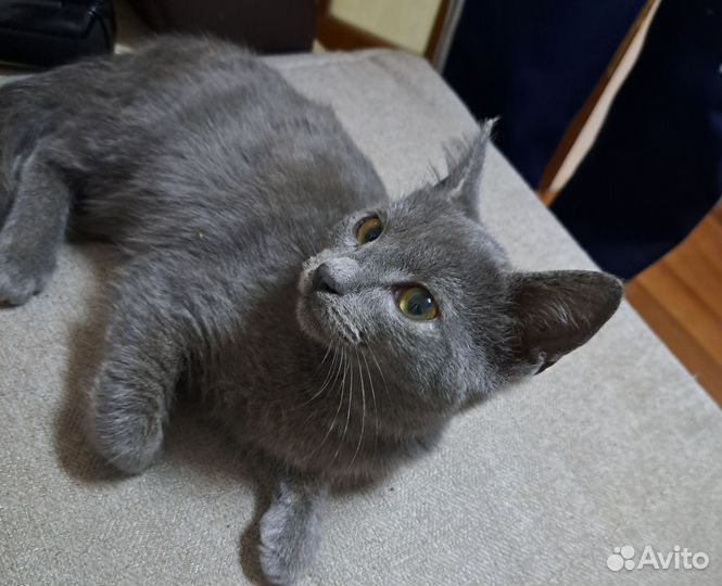 Котёнок
