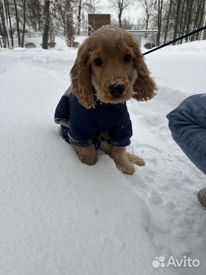 Костюм для маленькой собаки