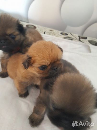 Щенки пекинеса