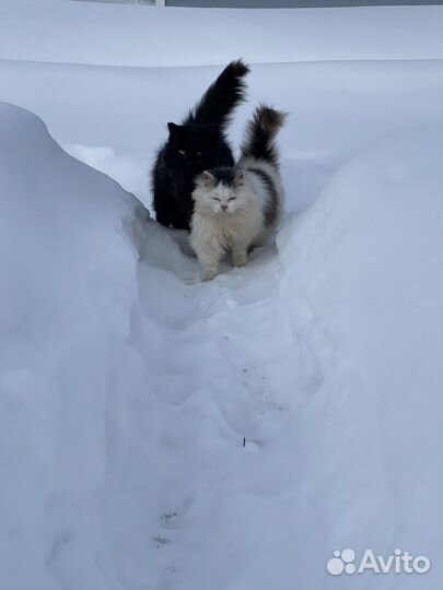 Кот и кошка