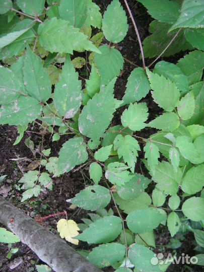 Аралия маньчжурская(высокая) Aralia mandshrica