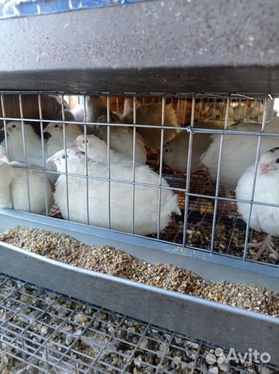 Перепела продажа