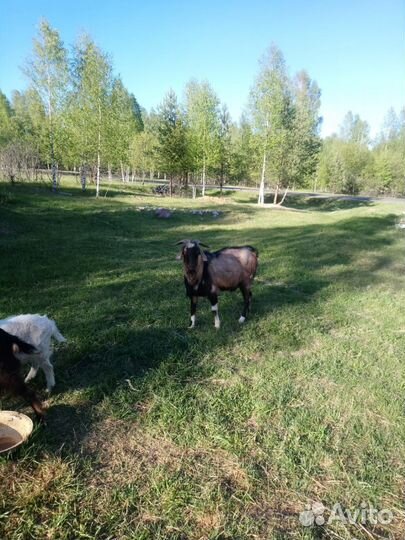 Нубийский козел. 2 года. На племя
