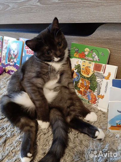 Передержка домашних кошек