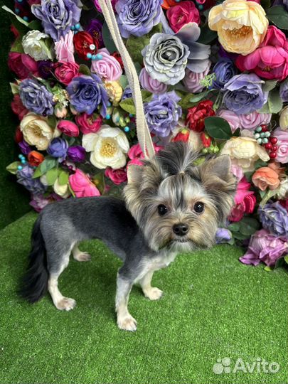 Груминг Стрижка собак