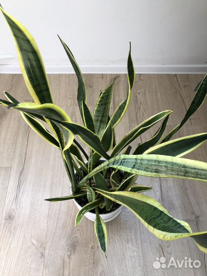 Шефлера, сансевиерия, монстера манки