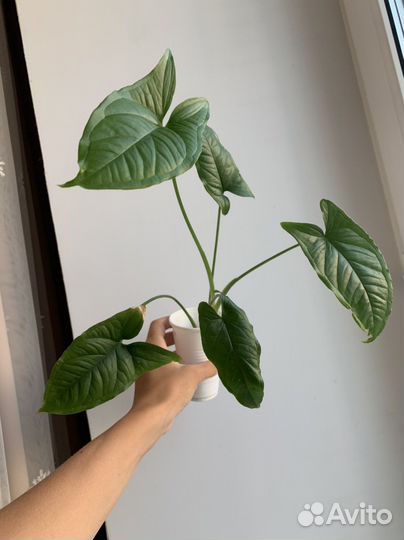 Комнатные растения