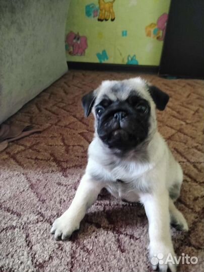 Продам щенков мопса