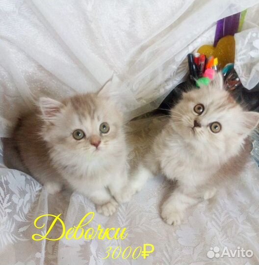 Шотландские котята
