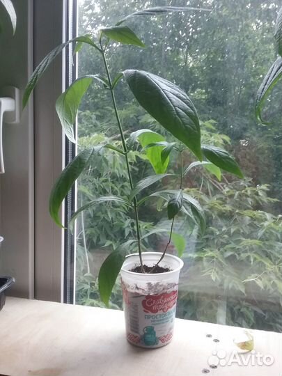 Пахистахис