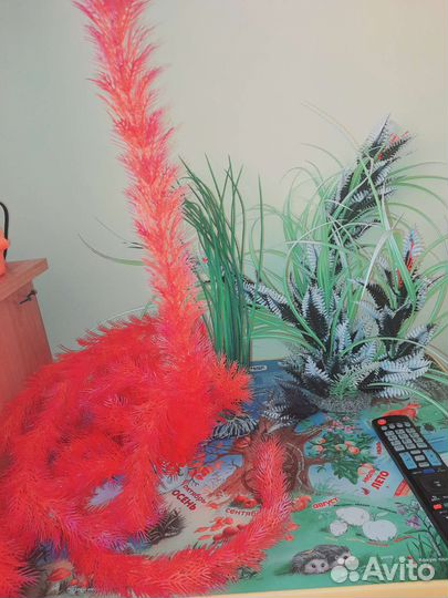 Водоросли для аквариума