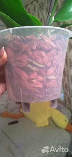 Орхидея Лиодоро