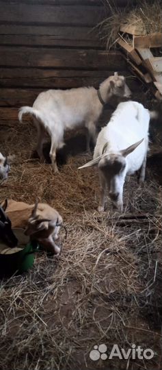 Козы и козлик