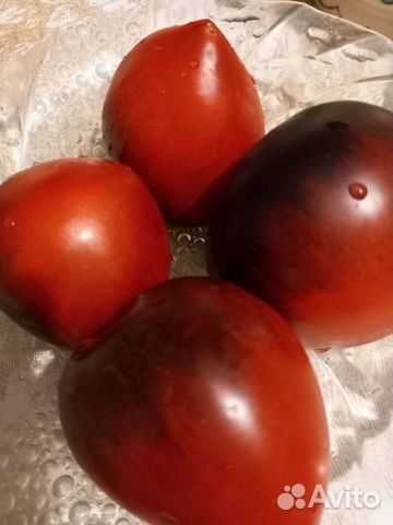 Коллекционные Семена томатов