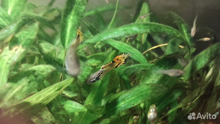 Мальки Гуппи Эндлера