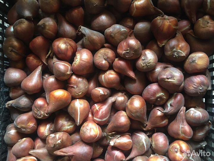 Луковицы тюльпанов детки на вес