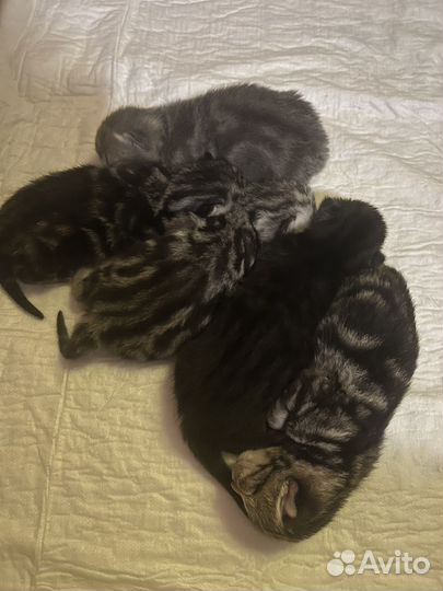 Британские котята