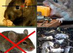 Дератизация крыс, мышей, мы ип,уничтожение клопов