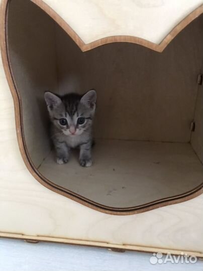 Котенок серый мальчик в добрые руки