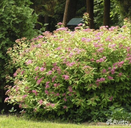 Спирея Антони ватерер