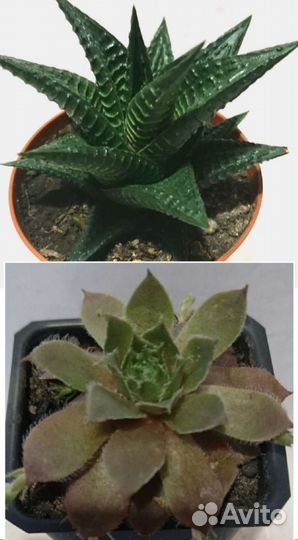 Суккуленты коллекция