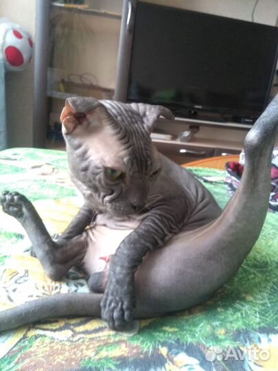 Вязка кошек