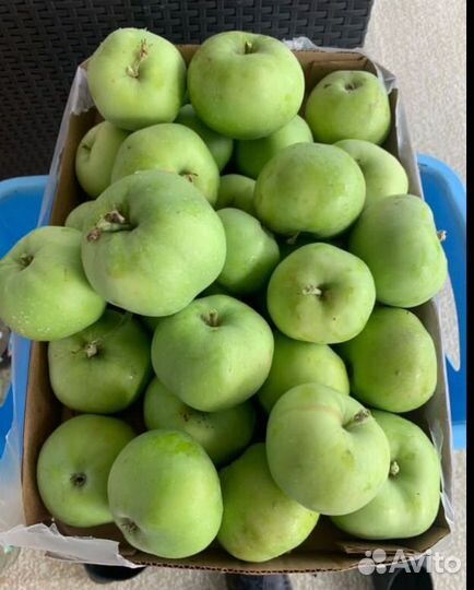 Яблоня колоновидная