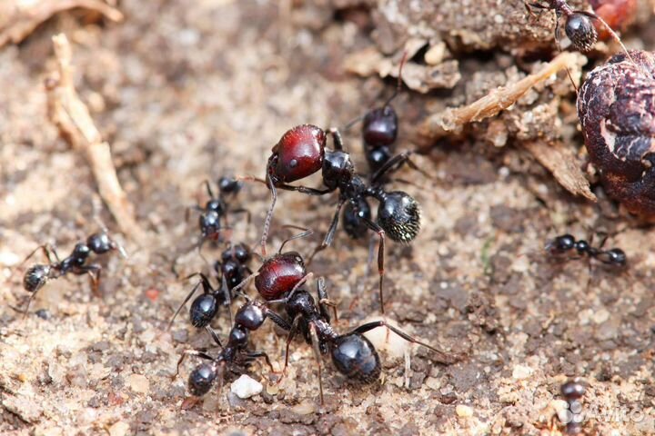 Messor structor, barbarus, Lasius niger (Тюмень)