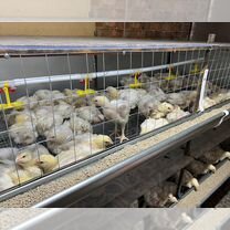 Продаю бройлеров Кобб-500 с комбикормом Мега, Софрино