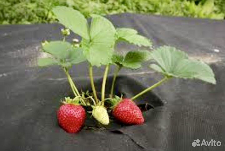 Укрывной материал Спанбонд