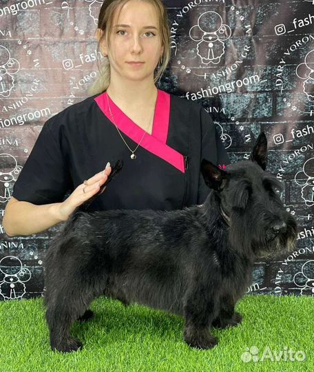 Грумер Груминг Стрижка собак кошек Стриппинг