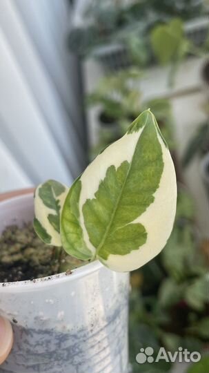 Эпипремнум биг вау