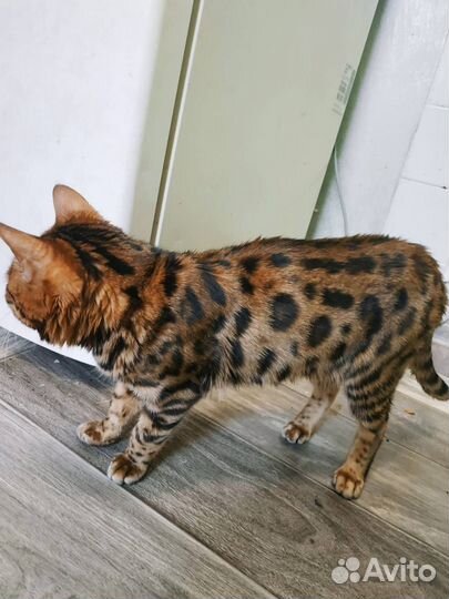 Котята Бенгала
