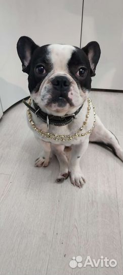 Вязка французкого бульдога